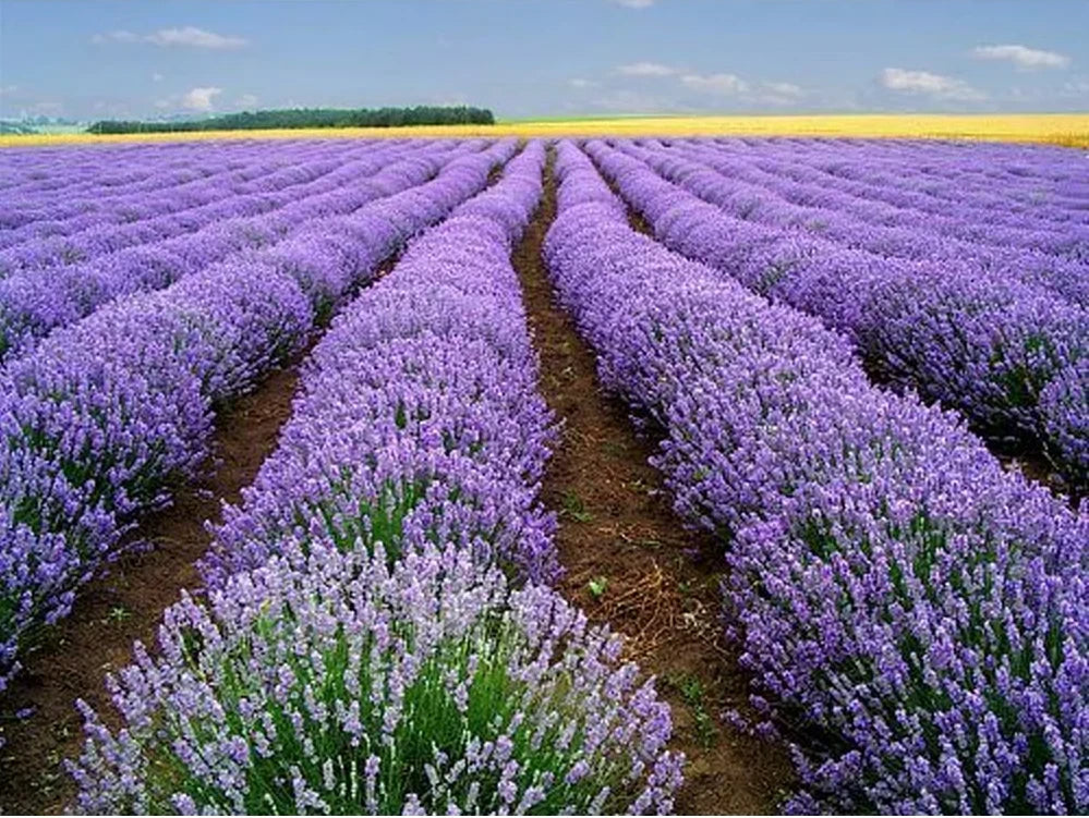 Lavender Vera Seeds - 1000+ Heirloom Lavandula angustifolia Seeds with Strong Scent and Medicinal Properties