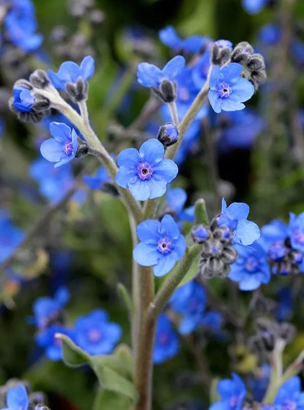 Forget-Me-Not Seeds 150 Organic True Blue Myosotis spp. New Crop