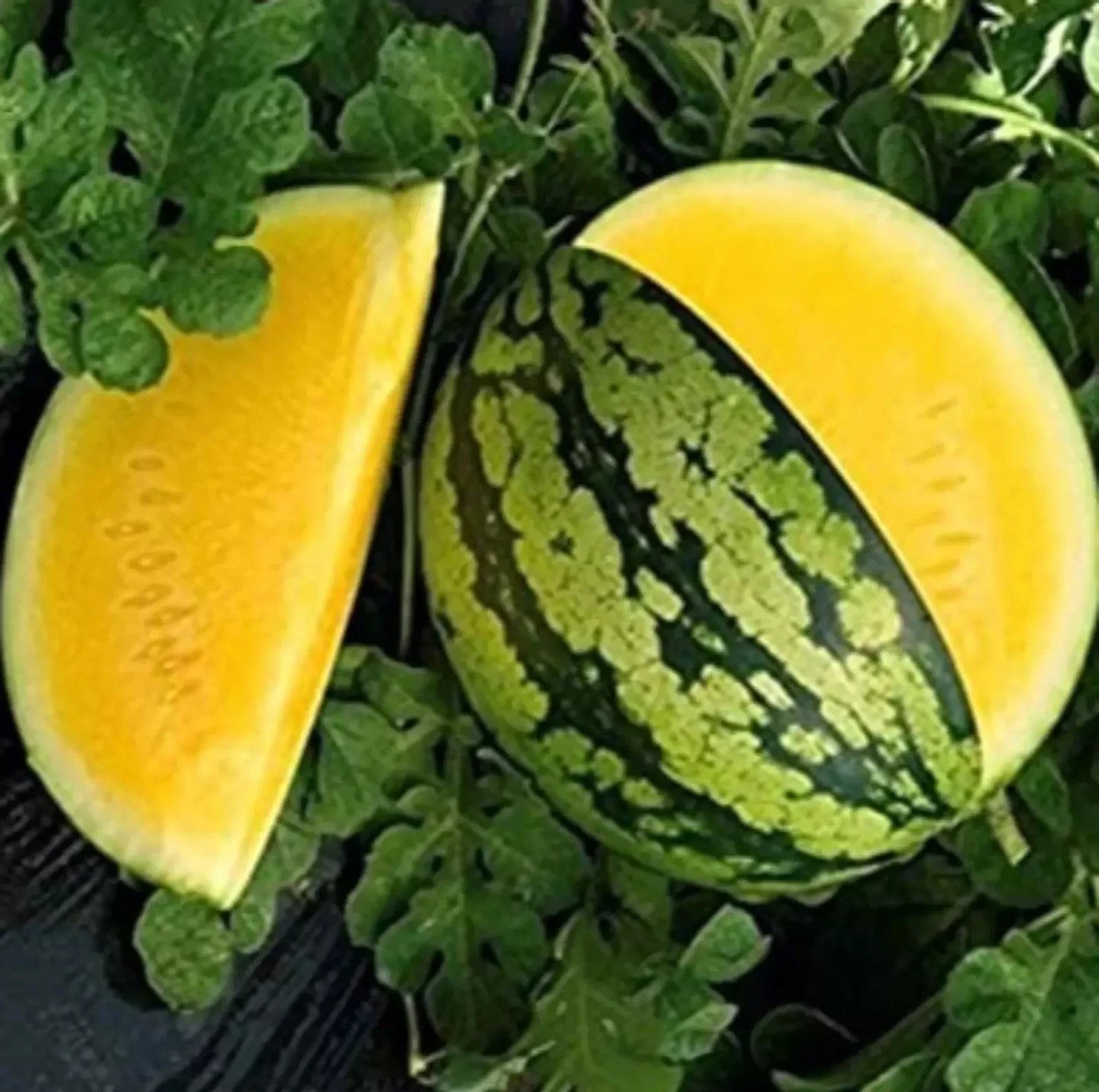 Yellow Gem Watermelon Seeds – Non-GMO Citrullus lanatus, True Yellow Variety, 25+ Seeds for Backyard Gardening