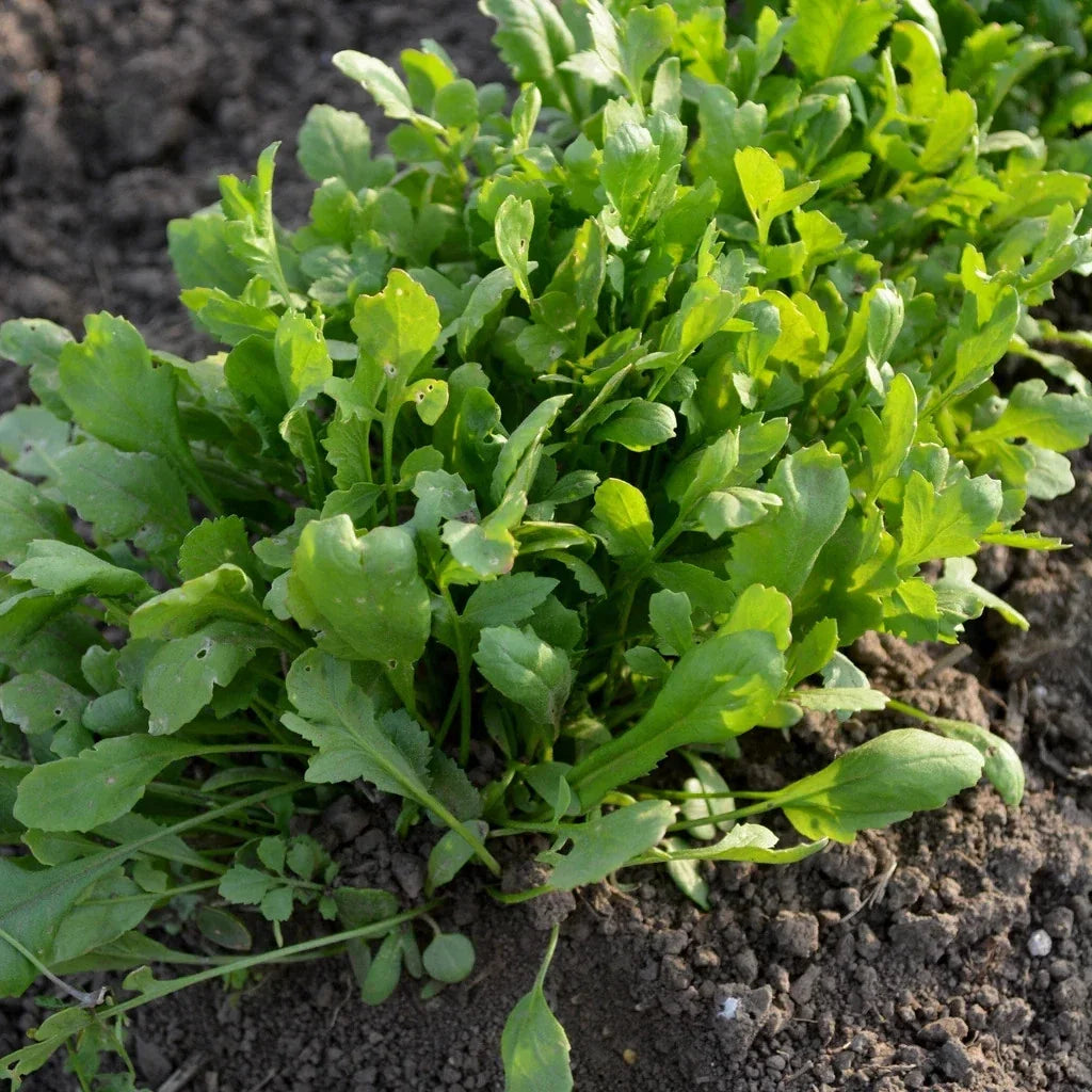 Curled Cress Seeds Pack - Non-GMO Heirloom Lepidium sativum for Home Gardening, Salad Greens, Culinary Use