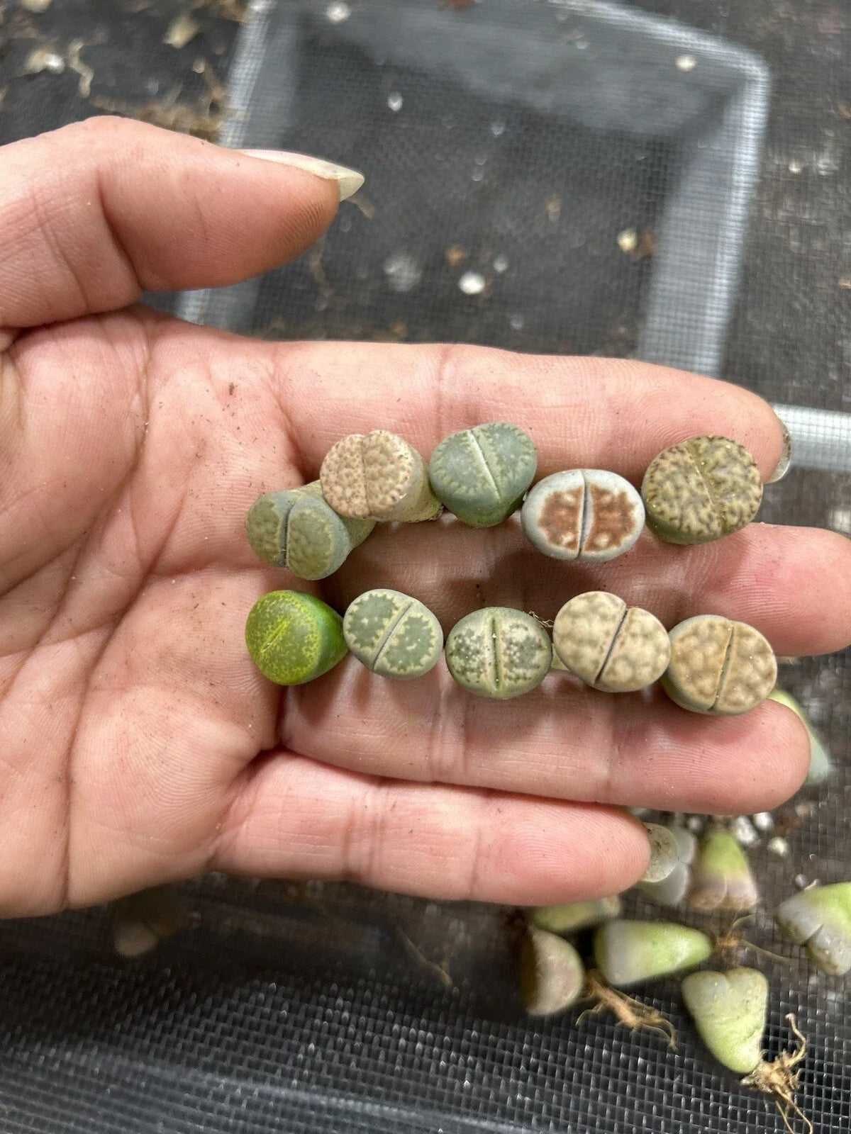 Living Stone Lithops Succulent Plants - 30 Bare Root Pieces, Unique Desert Gems, Indoor & Outdoor Drought-Resistant Succulents