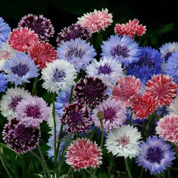 Bachelor's Button Seeds - 50 Pack, Vibrant Blue, Pink & White, Centaurea cyanus, Annual Flower Seeds for Garden & Patio