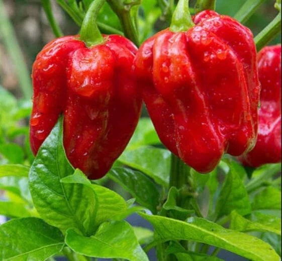 Thai Hot Red Pepper Seeds – 50+ Capsicum annuum Spicy Pepper Seeds for Home Garden & Container Planting