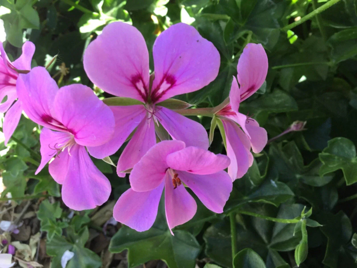 Ivy Geranium Lavender Cuttings 8-Pack | Pelargonium peltatum for Rooting