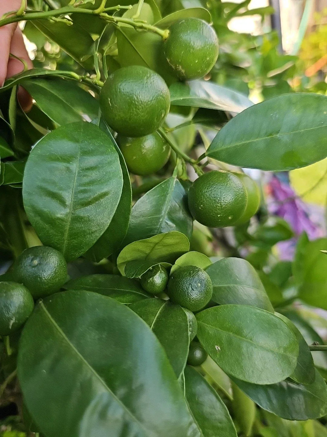 Calamansi Live Plant in Pot - Asian Citrus microcarpa - Indoor/Outdoor Fruit Plant USA