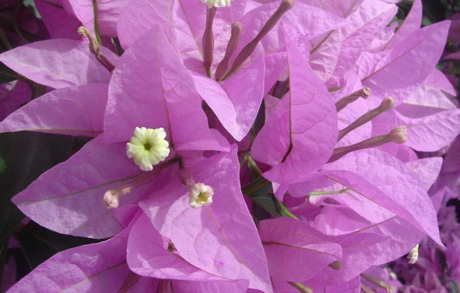 Bougainvillea Starter Plant - Bare Root Silhouette Variety - Perennial Vine for Gardens and Fences - Bougainvillea glabra