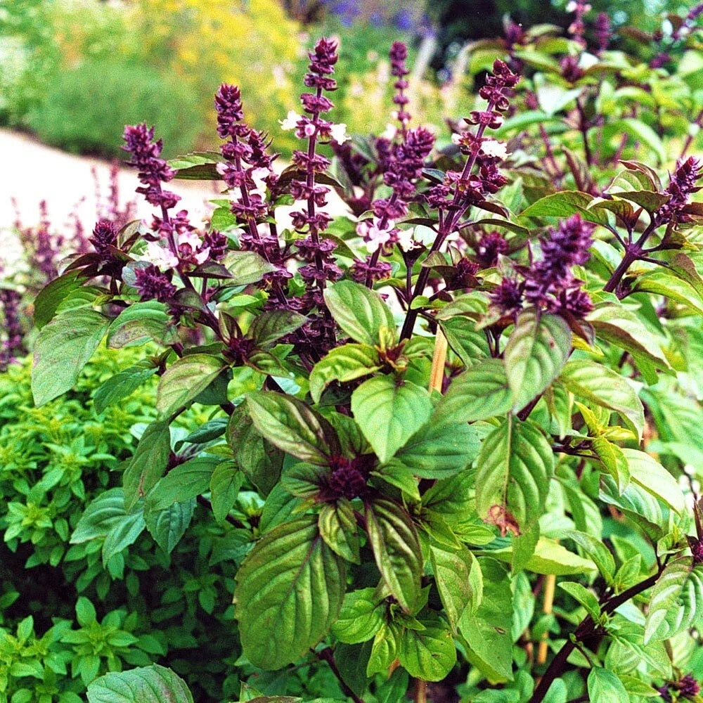 Licorice Basil Seeds - 200 Count Non-GMO Herb Seeds for Culinary Use - Ocimum basilicum var. anisatum