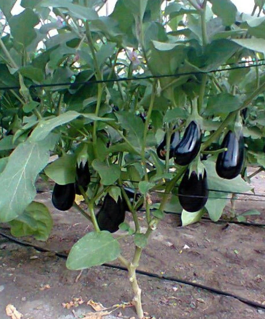 Black Beauty Eggplant Seeds - Heirloom, Organic, Non-GMO, Solanum melongena, 50+ Seeds for Garden & Container Growing