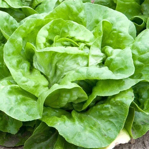 White Boston Lettuce Seeds - Heirloom Non-GMO Lactuca sativa, Loose-Leaf, Salad Greens, Packet of Seeds