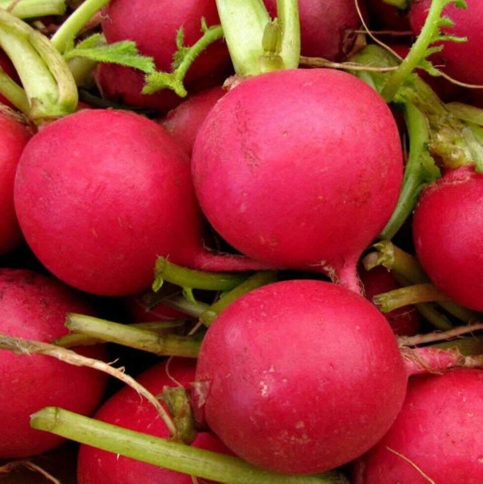 German Giant Radish Seeds - Red Globe, Raphanus sativus, Large Crunchy Root Vegetable, Garden & Container Planting