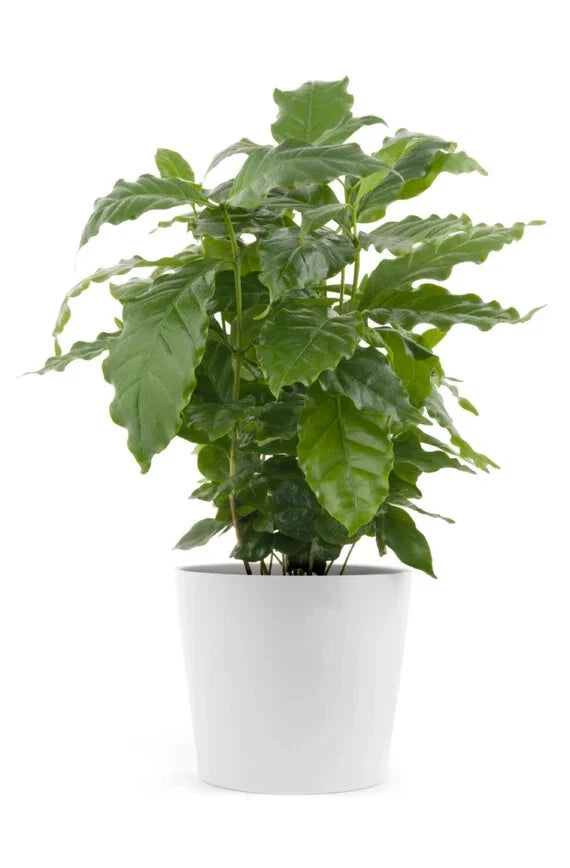 Arabica Coffee Bean Starter Plant - Rooted Coffea arabica for Home Brewing, Indoor & Outdoor Gardening
