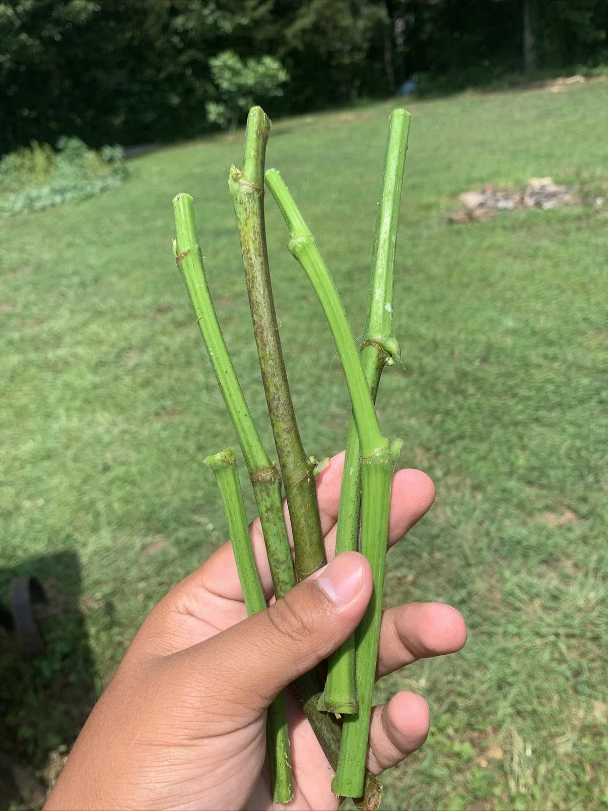 Fig Tree Cuttings - 5 Organic Ficus carica Rooting Shoots for Home Garden or Container Planting