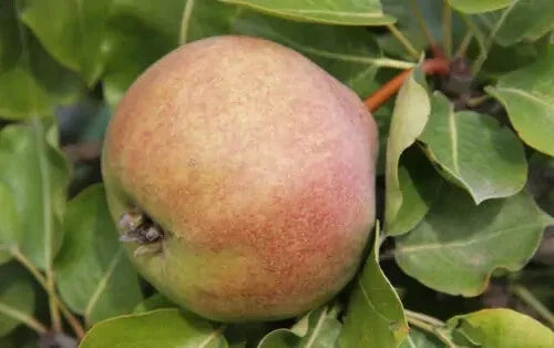 Catillac Pear Seeds - 25+ Count, Pyrus calleryana, Garden Planting, Deciduous Tree, Fragrant Flowers, Fruit, USA Grown