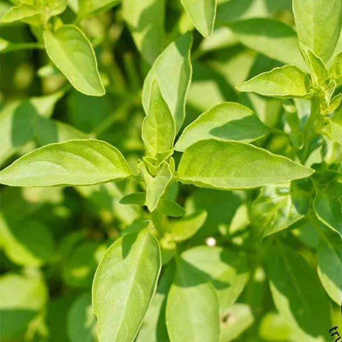 LEMON Basil Seeds - Heirloom Non-GMO Citrus Herb - 200 Seeds