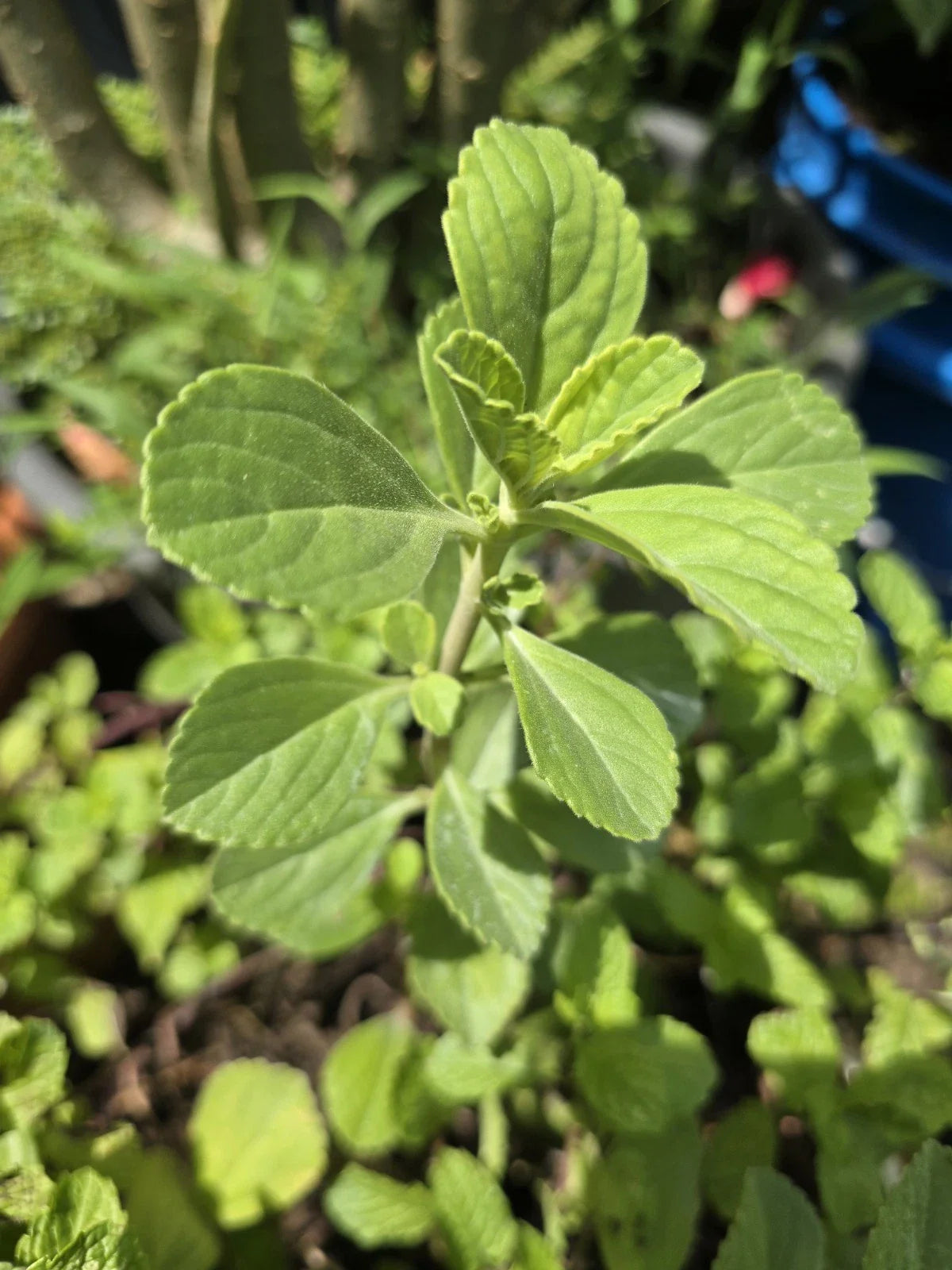 Meprobamato Boldo Plectranthus Neochilus Fresh Cuttings for Propagation - Medicinal Herb, Aromatic Plant, Shrub, 4 Cuttings