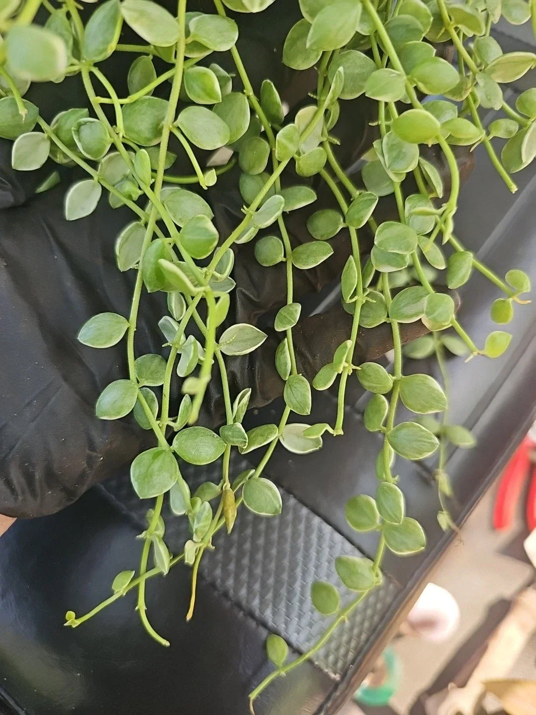 Dischidia Nummularia Pebble Beach Variegated Cutting 5" - Indoor Trailing Plant with Variegated Leaves