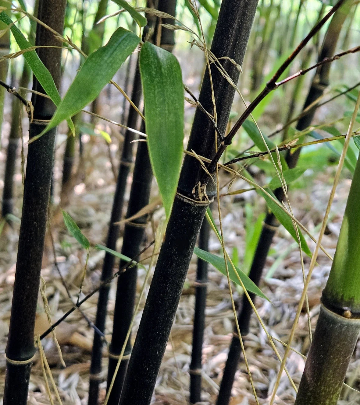 Black Bamboo Rhizomes – Cold-Hardy Evergreen Variety for Privacy Screen, Fast-Growing Phyllostachys nigra, Clumping, Non-Invasive