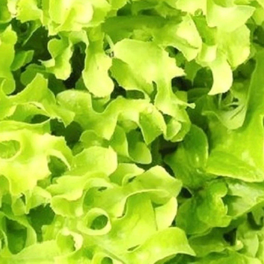 Salad Bowl Lettuce Seeds | NON-GMO Heirloom Lactuca sativa | Fresh Garden Variety
