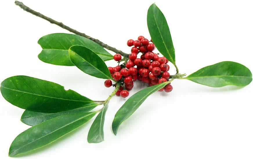 Yerba Mate Starter Plant - Pesticide-Free Live Ilex paraguariensis - 5 Inch+ Herbal Tea Plant