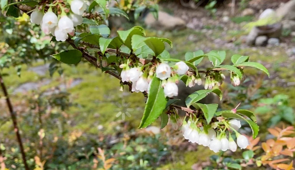 Evergreen Huckleberry Cuttings 6-Pack | Vaccinium ovatum Native Edible Bush for Garden & Landscaping