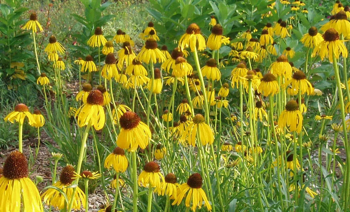 Prairie Coneflower Seeds - 300 Pack, Drought-Tolerant Echinacea angustifolia for Wildflower Gardens & Xeriscaping