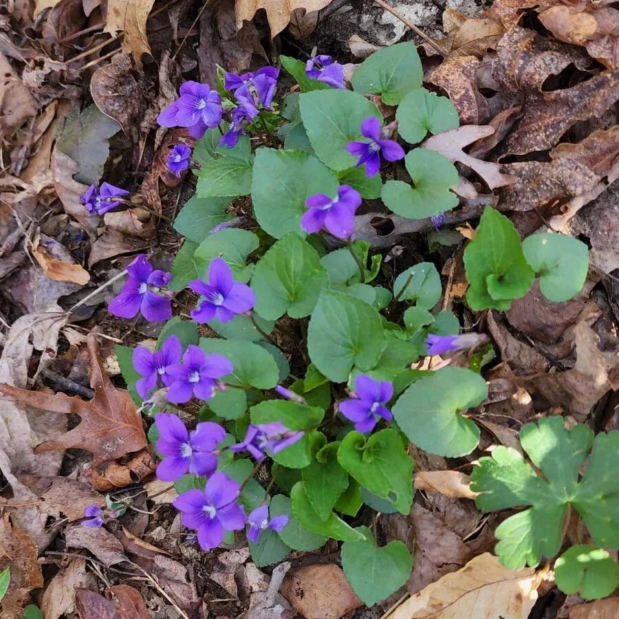 Blue Garden Violet Bare-Root Bulbs Viola rotundifolia Edible Perennial Herb for Gardens, Shade-Loving, Self-Seeding