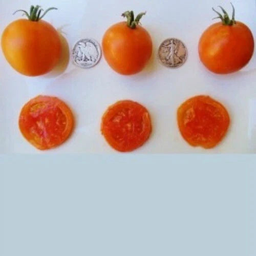 Jaune Flammee Tomato Seeds - 25 Count Heirloom Variety for Home Garden, Container, Culinary Use, Solanum lycopersicum