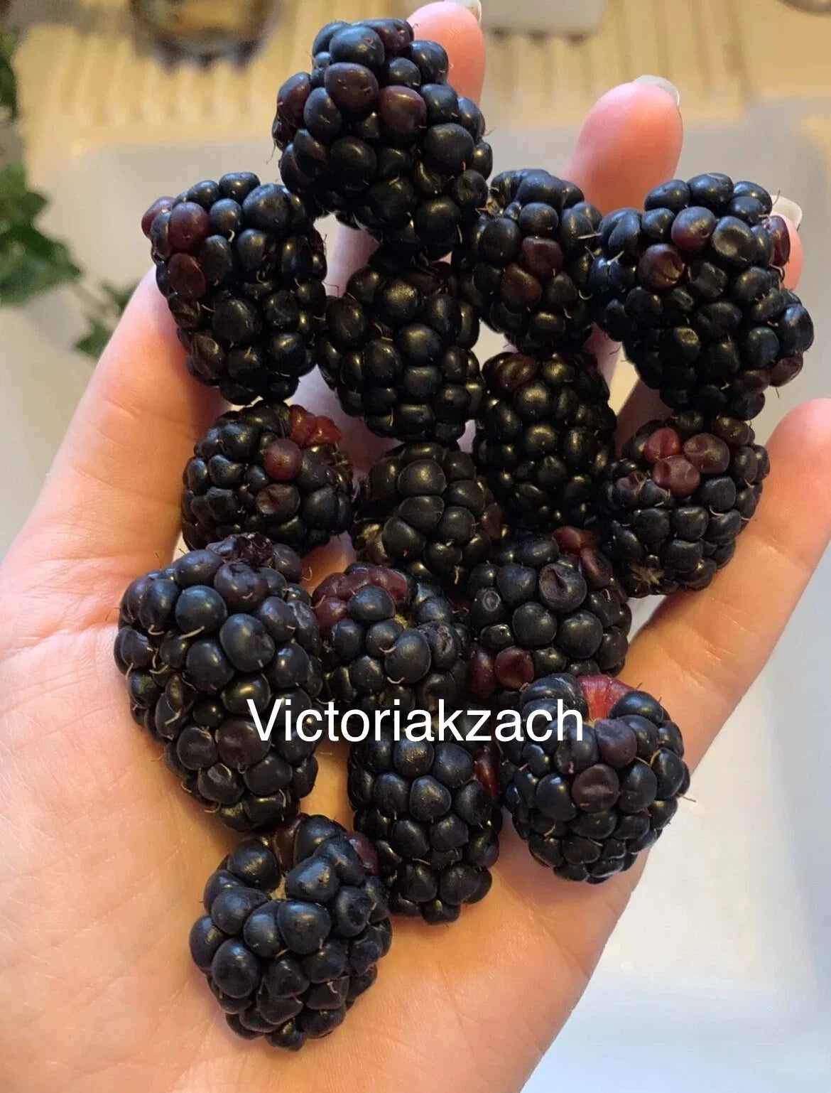 Organic Blackberry Seeds - Non-GMO Rubus fruticosus for Home Garden, Edible Landscape, Berry Bush, Juicy Blackberries, Packet