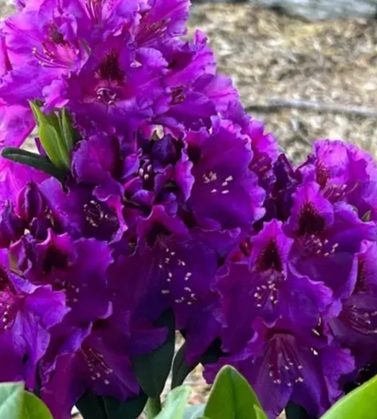 Rhododendron Starter Plant - Florence Parks - Rare Well-Rooted Variety for Gardens & Borders