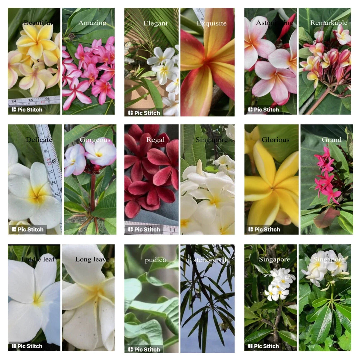 Plumeria Cutting Hawaiian Grown Frangipani Temple Tree #2A for Gardens & Landscapes