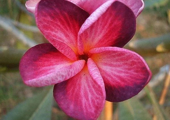 Bright Pink Purple Plumeria Seeds – Perennial Tropical Flower Seeds for Garden, Container & Patio – Plumeria spp.
