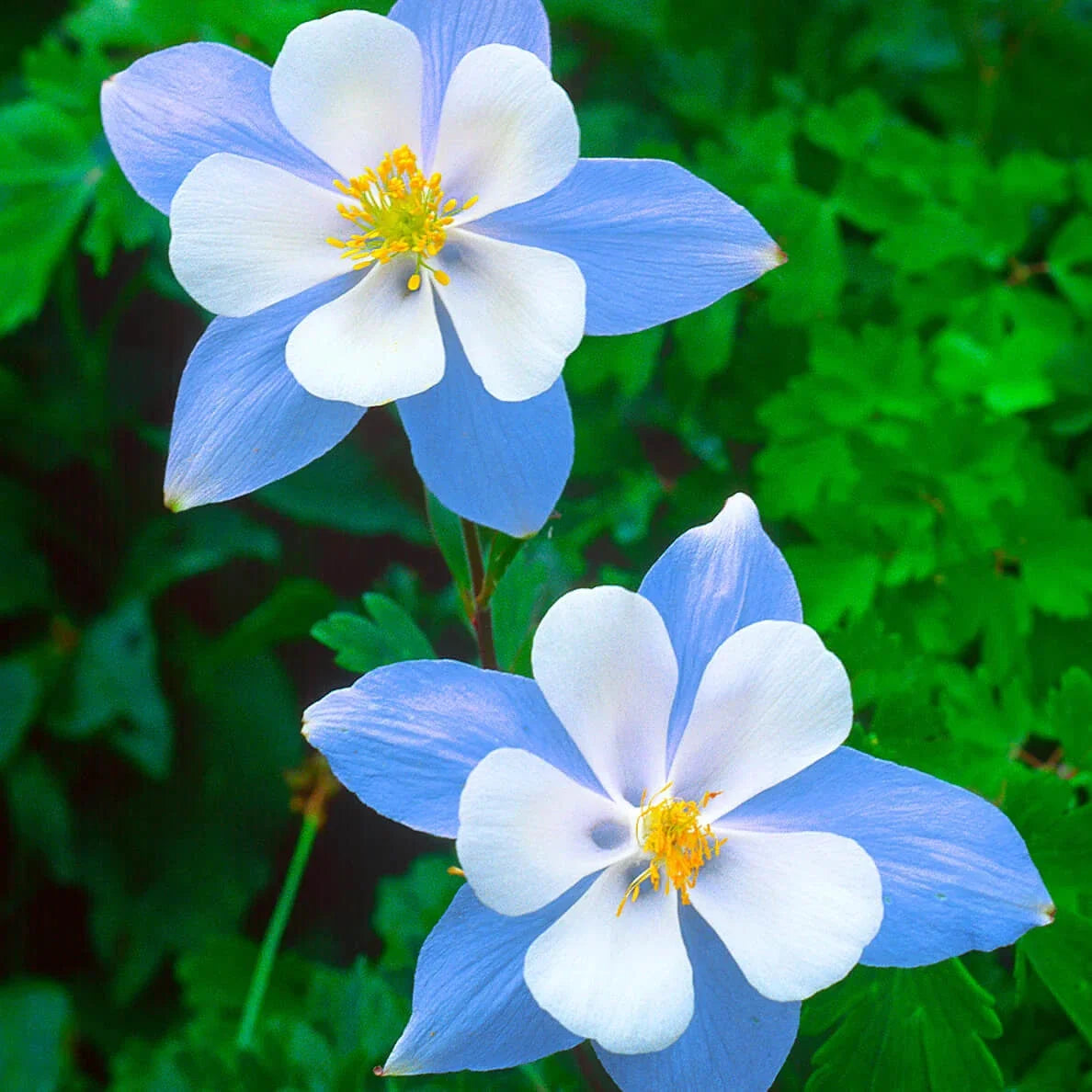 Blue Star Columbine Seeds - Non-GMO Aquilegia caerulea Flower Seeds for Garden, Borders, Containers