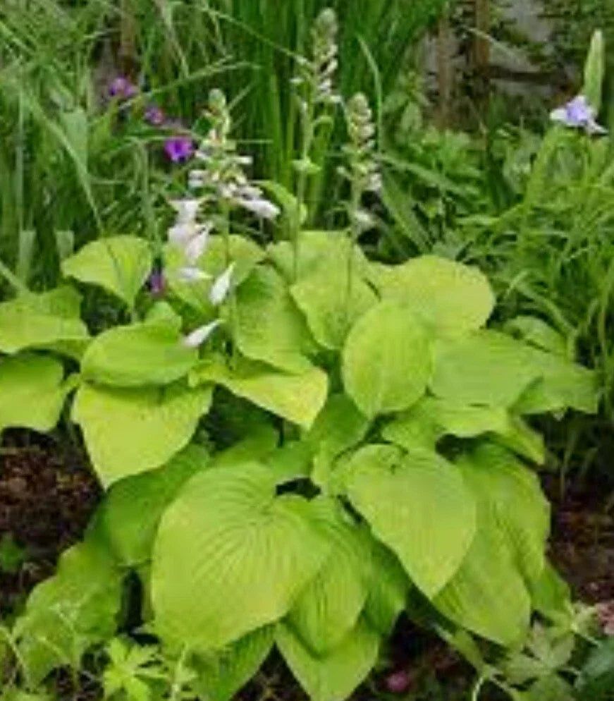 Bare Root Hosta Plant - August Moon Perennial for Shade Gardens - Hosta spp.