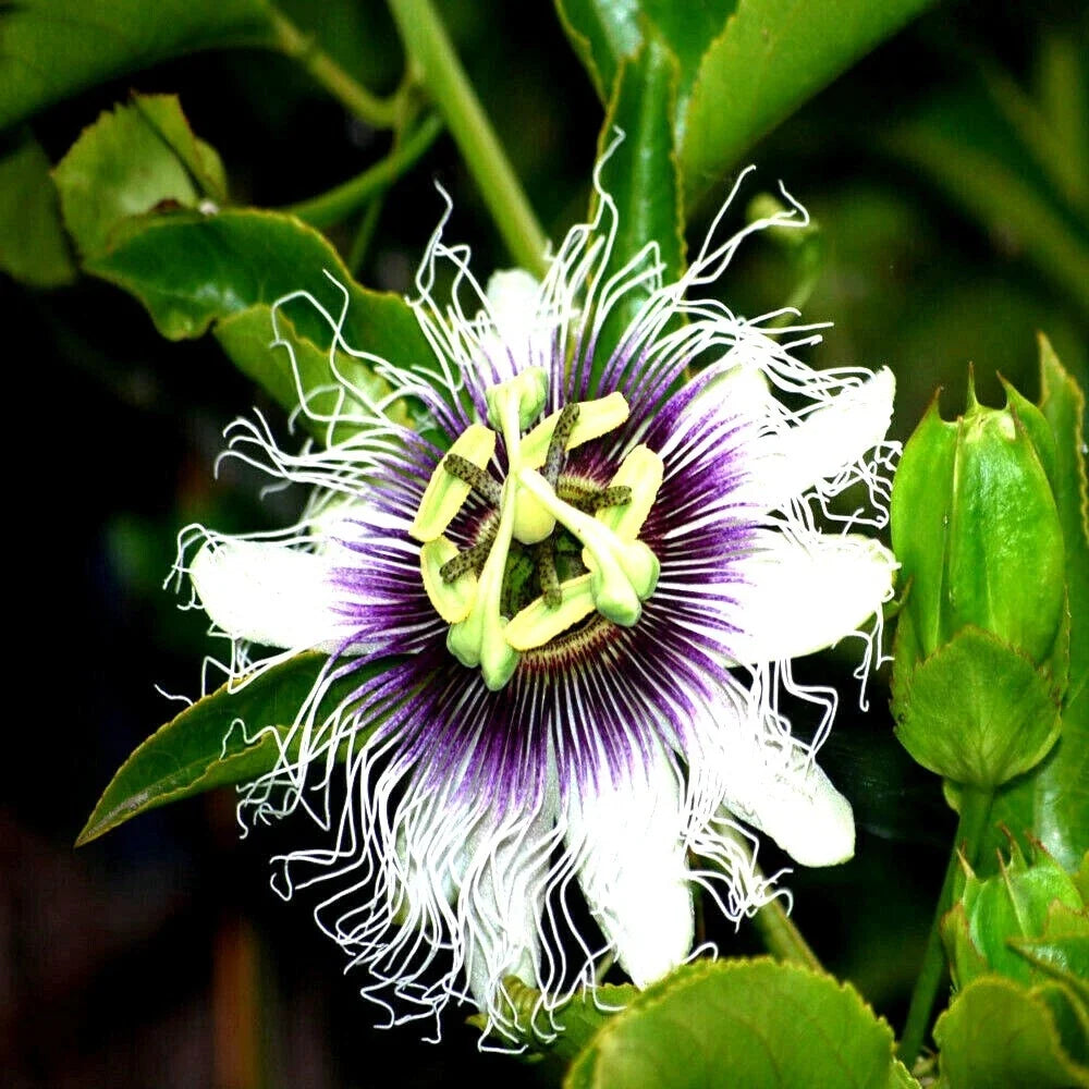 Purple Passion Fruit Flower Seeds - Granadilla Vine Passiflora edulis for Tropical Gardens, Indoor & Outdoor Planting