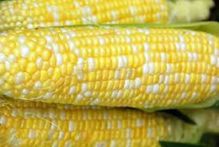 Peaches N Cream Corn Seeds, Sweet Heirloom Zea Mays, Premium Non-GMO Corn for Fresh Eating, Freezing, Canning