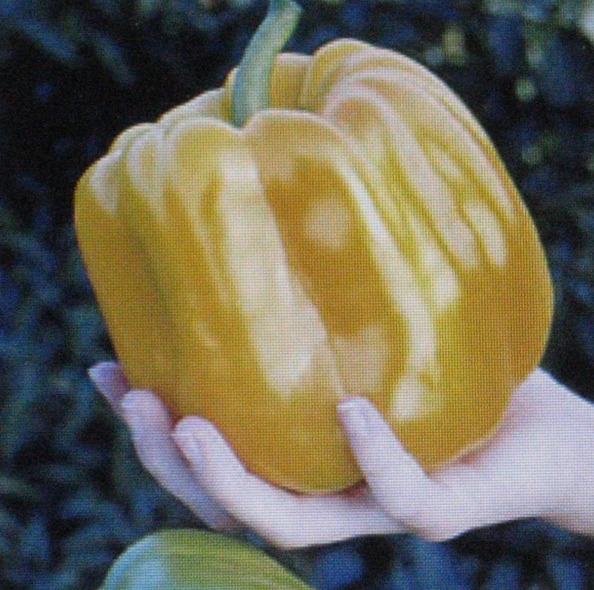 Sweet Coral Belle Pepper Seeds - 25 Pack - Orange, Flavorful Capsicum annuum for Home Gardening