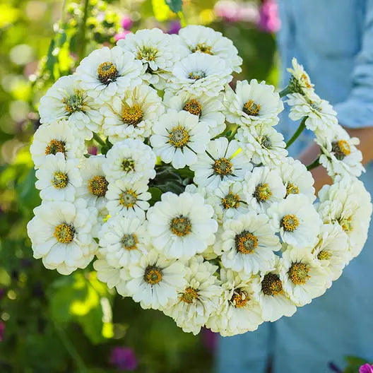 Zinnia Seeds Polar Bear Double Blooms All White Non-GMO 100 Seeds