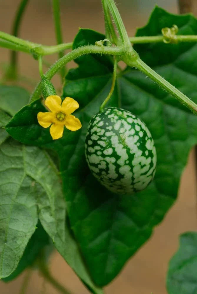 Mouse Melon Seeds - 50 Count, Exotic Cucamelon Seeds for Gardening, Melothria scabra, Vining Plant for Small Gardens and Containers