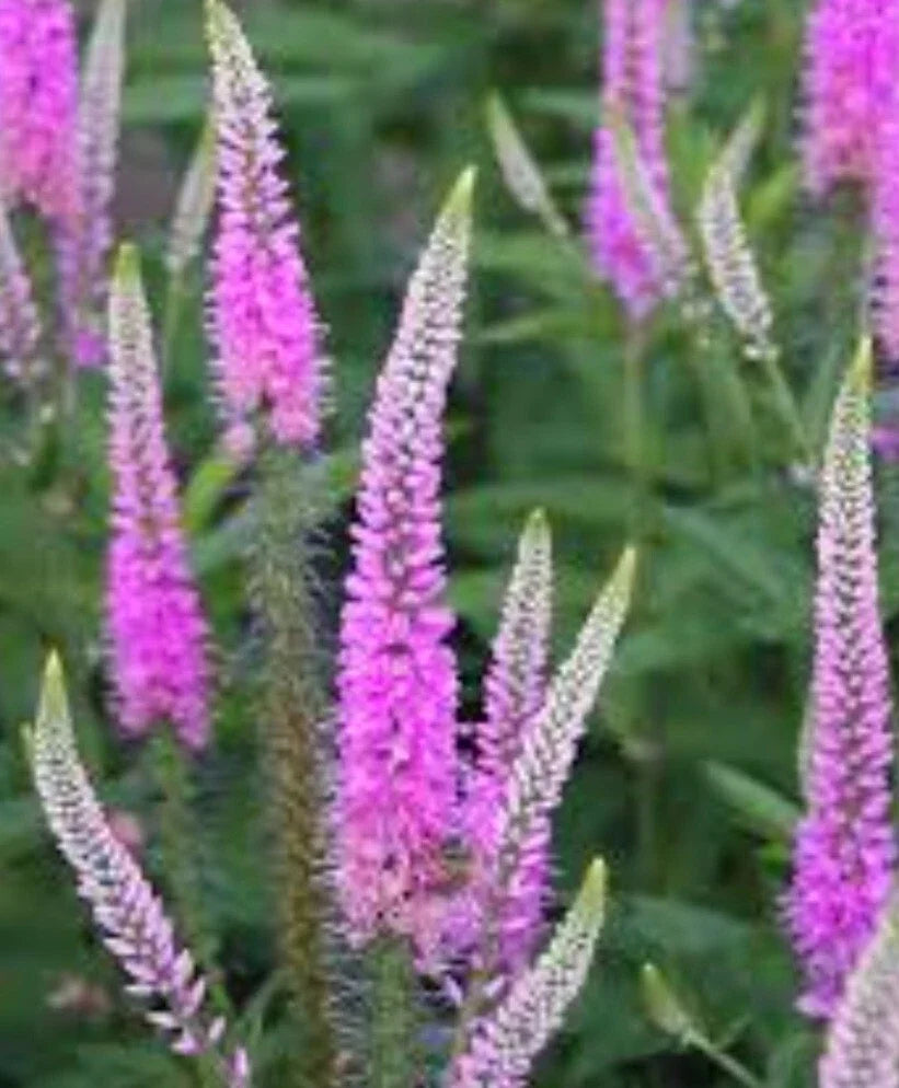 Veronica Pink Speedwell Bare Root Perennial Plant - Vibrant Pink Blooms - Full Sun - Child Safe - Veronica spicata