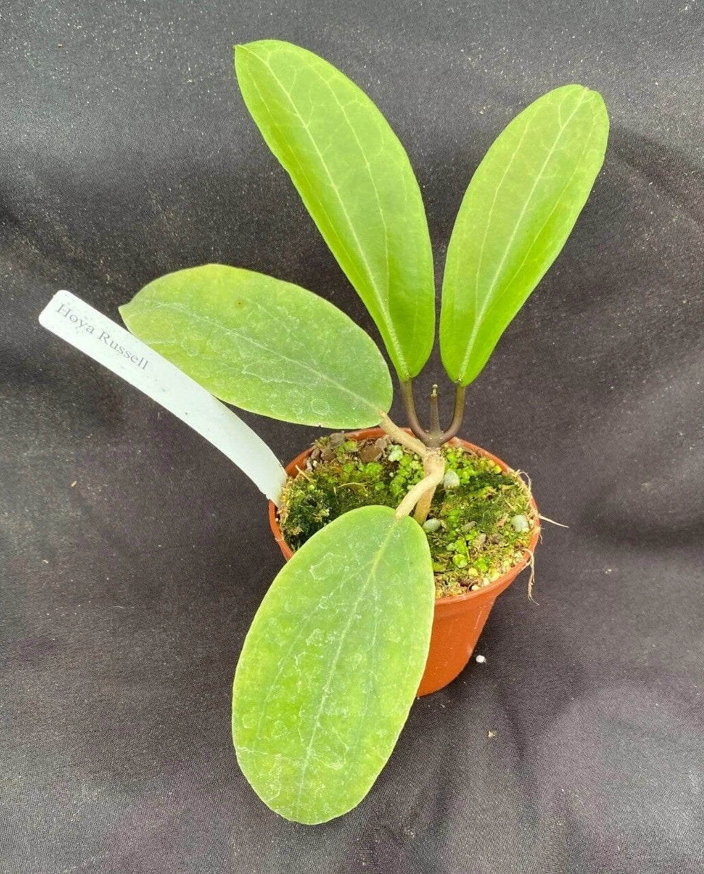Hoya Russell Hybrid Rooted Plant 2.5" Pot, Variegata, Indoor Houseplant, Easy Care, Vining, Hoya Carnosa