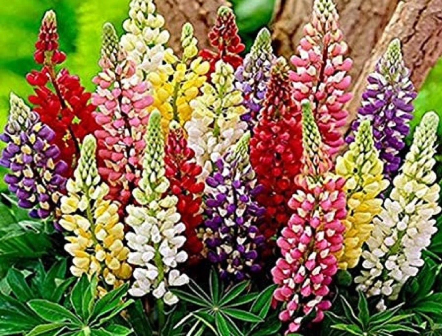 Russell Lupine Seed Mix - Assorted Colors, Perennial Garden Flower Seeds, Lupinus polyphyllus, Non-GMO, 80 Seeds