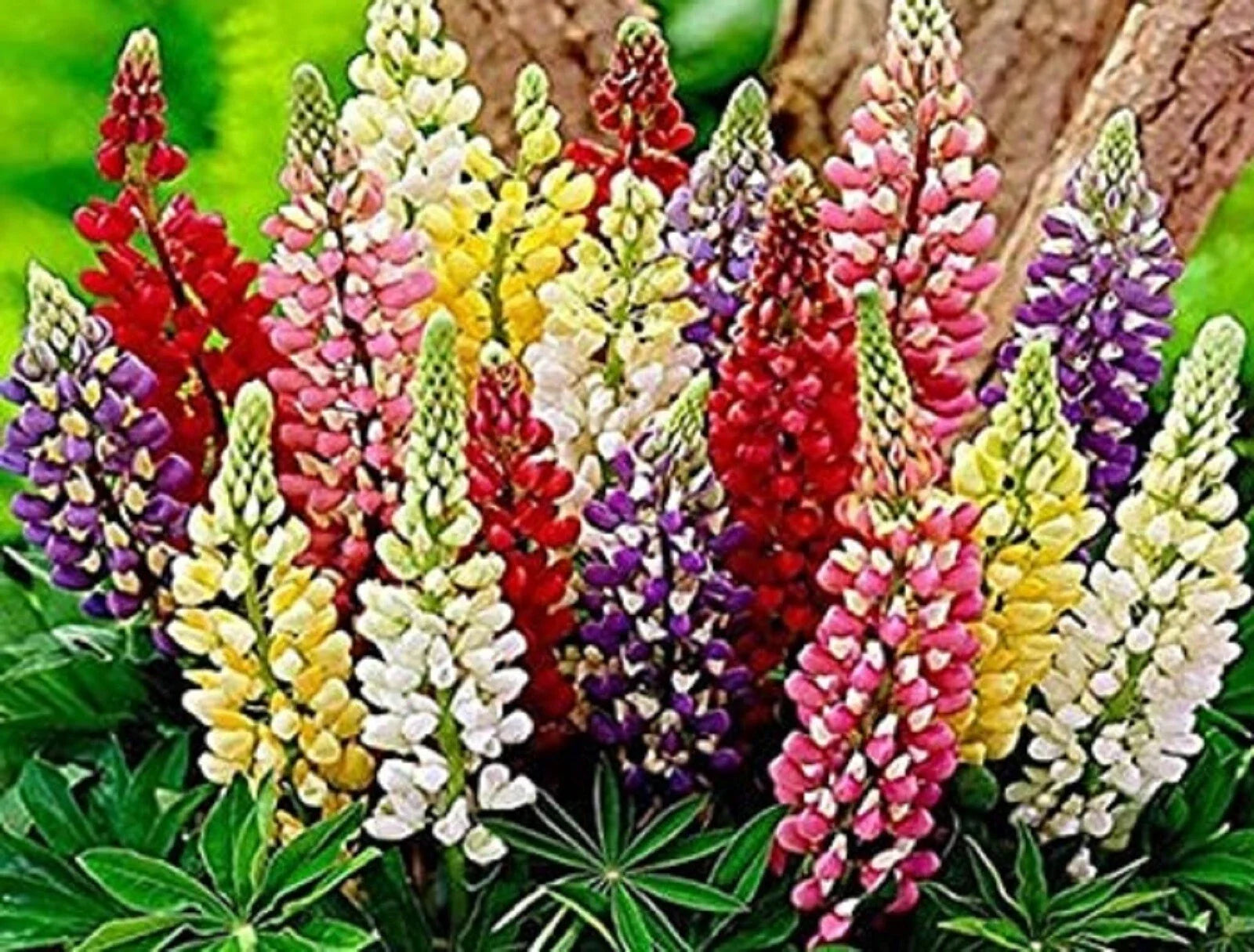 Russell Lupine Seed Mix - Assorted Colors, Perennial Garden Flower Seeds, Lupinus polyphyllus, Non-GMO, 80 Seeds