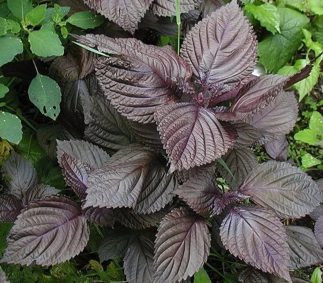 Purple Shiso Seeds - Non-GMO Perilla frutescens Herb, Japanese Basil, Red Mint, Culinary & Garden Use