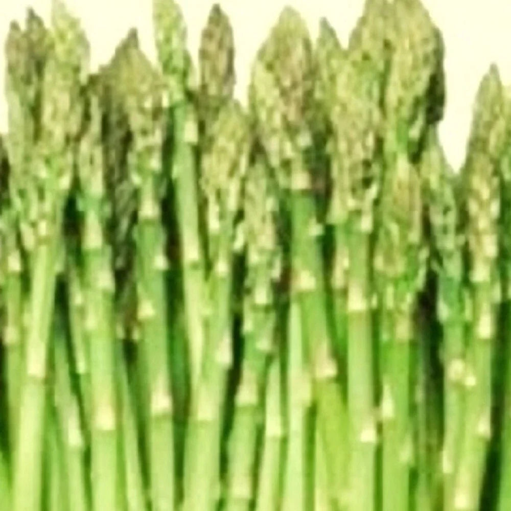Asparagus Seeds - Heirloom Non-GMO - Mary Washington - Vegetable Garden Seeds - Asparagus officinalis