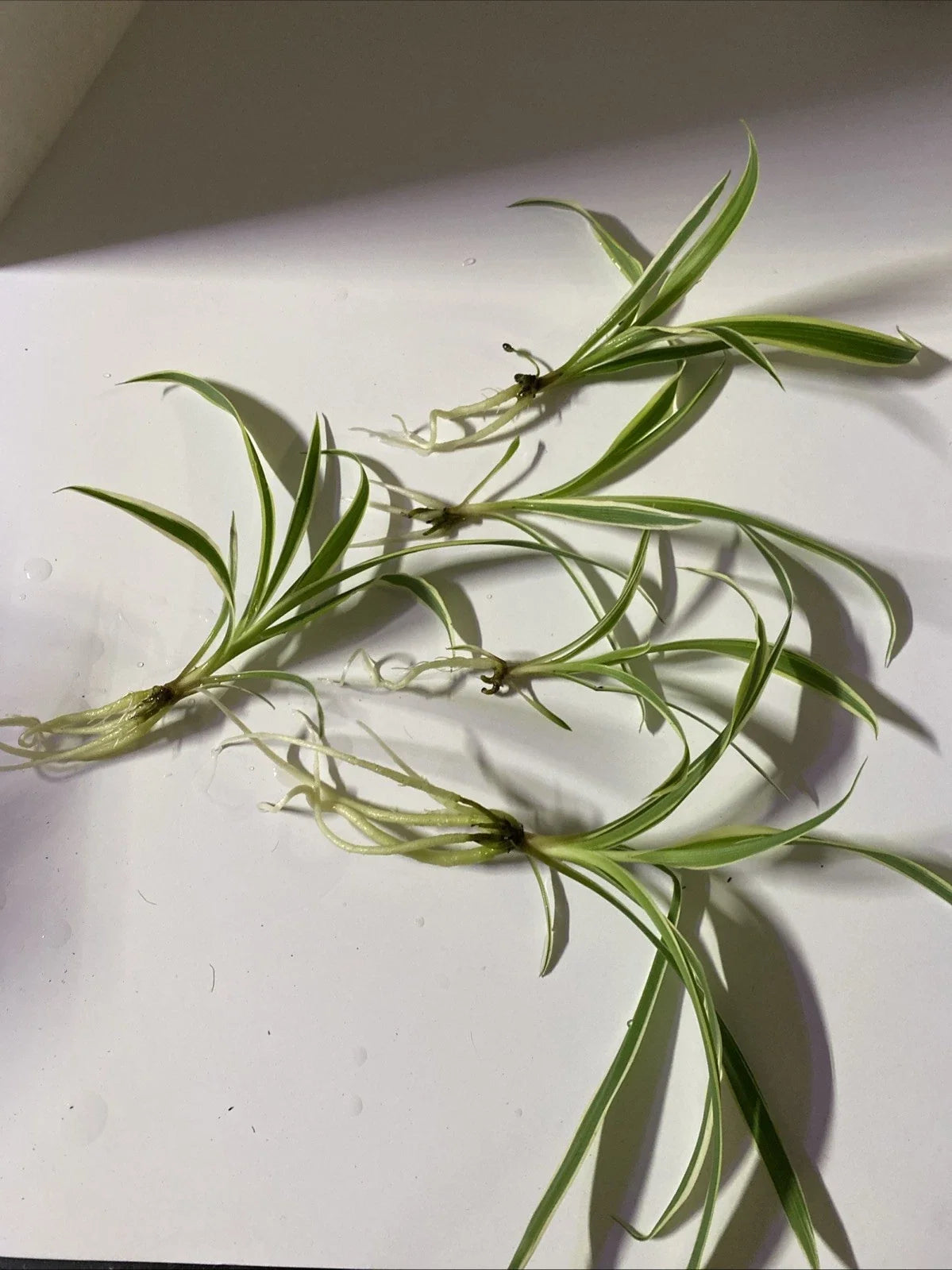 Live Bare Rooted Spider Plants 5 Pack – Chlorophytum comosum Indoor Air Purifying Houseplants for Home Decor