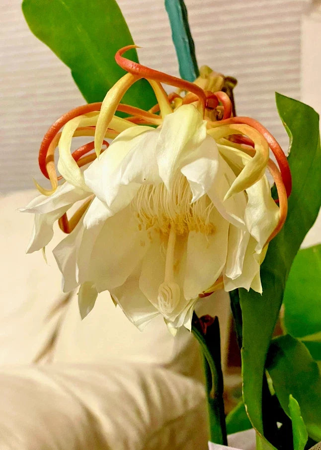 Night Blooming Cereus Cactus Orchid - 4" Rooted Plant Epiphyllum oxypetalum for Indoor Garden, Drought Tolerant, Night Flowers