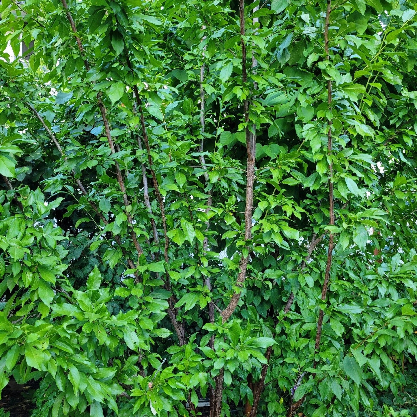 Elephant Heart Plum Cuttings - 5 Unrooted Prunus Salicina Fruit Tree Propagation for Zones 5-9
