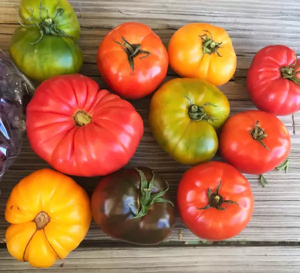 Rainbow Beefsteak Tomato Seeds - Organic Heirloom Non-GMO, Solanum lycopersicum, 10+ Seeds, Vibrant Colorful Fruit, Salad & Sandwich Tomatoes