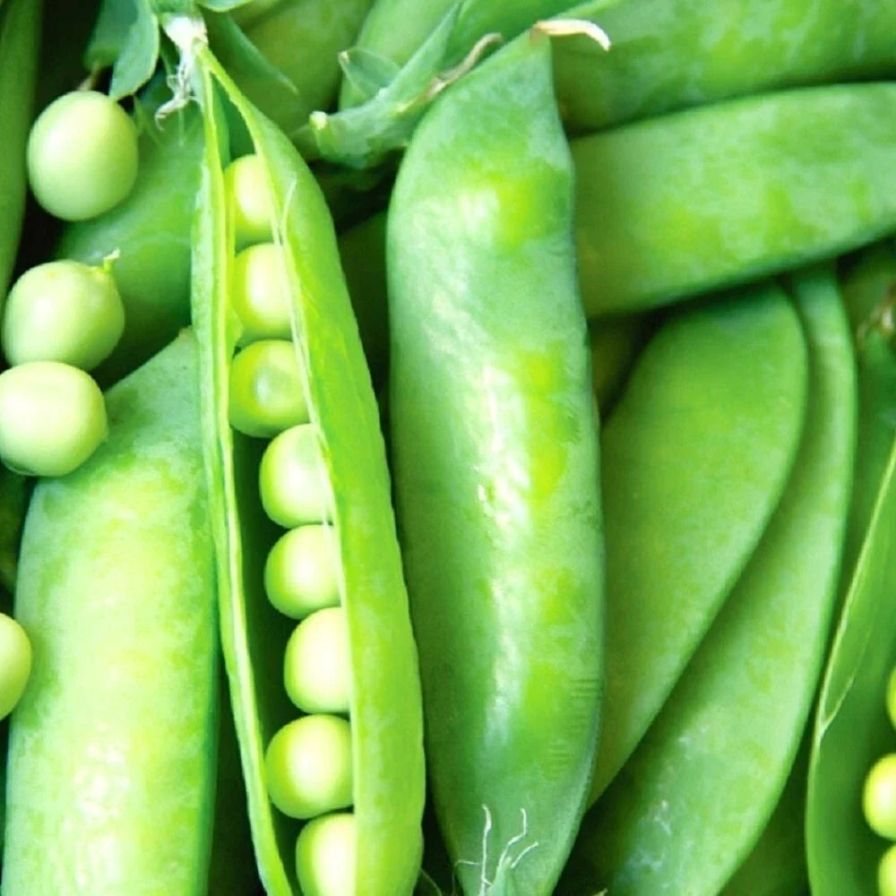 Lincoln Pea Seeds - Non-GMO Heirloom Garden Seeds for Fresh Pisum sativum, Compact Growth, Sweet Edible Pods