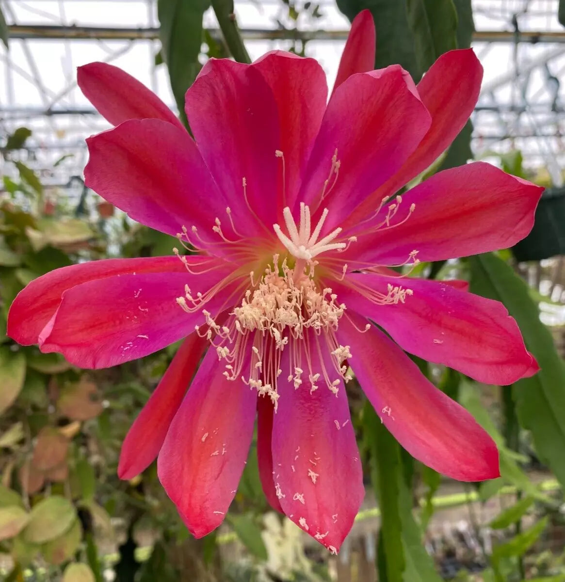 Epiphyllum Orchid Cactus Rooted Plant 3" Pot Sparkling Burgundy, Easy-Care Indoor or Outdoor Garden